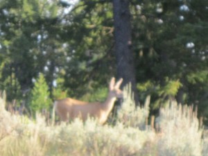 Mule Deer in Wyoming